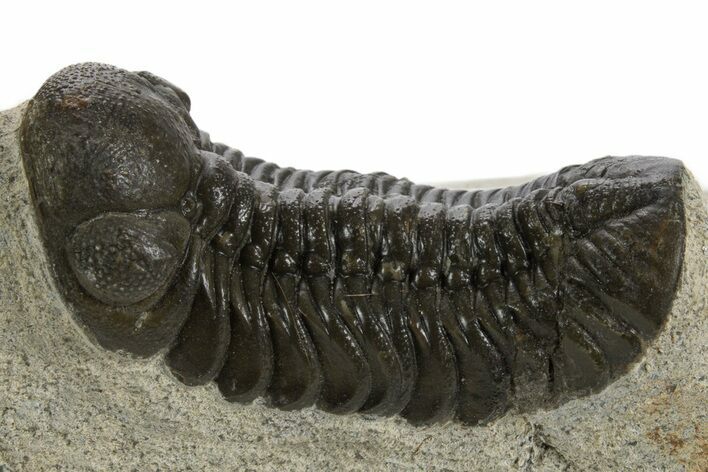 Detailed Austerops Trilobite - Ofaten, Morocco #340908